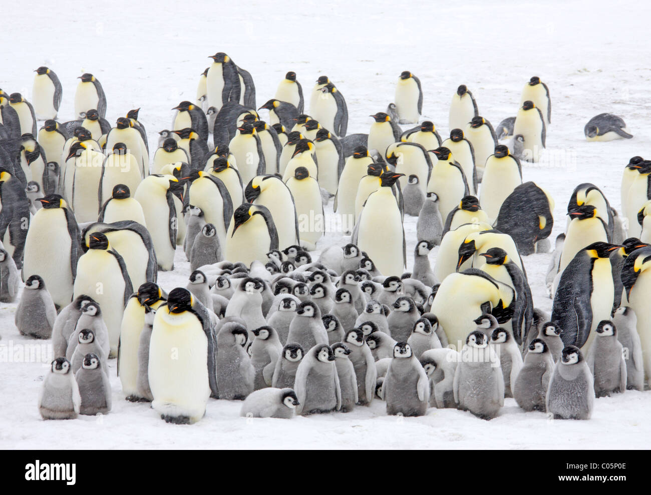 L'imperatore colonia di pinguini in una tempesta di neve, Ottobre, Snow Hill Island, Mare di Weddell, Antartide. Foto Stock
