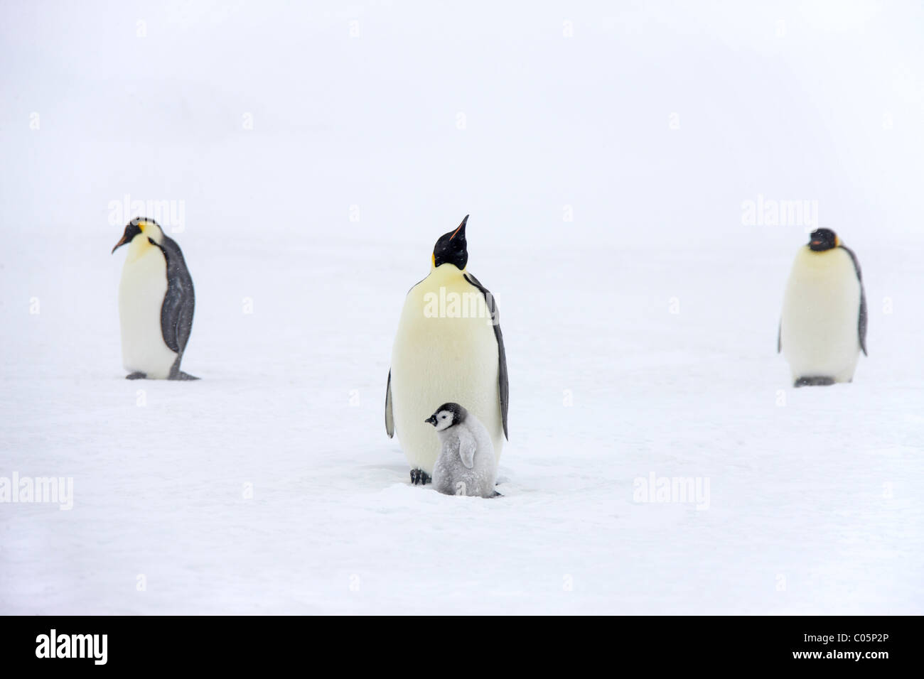 Pinguini imperatore con pulcino, Ottobre, Snow Hill Island, Mare di Weddell, Antartide. Foto Stock