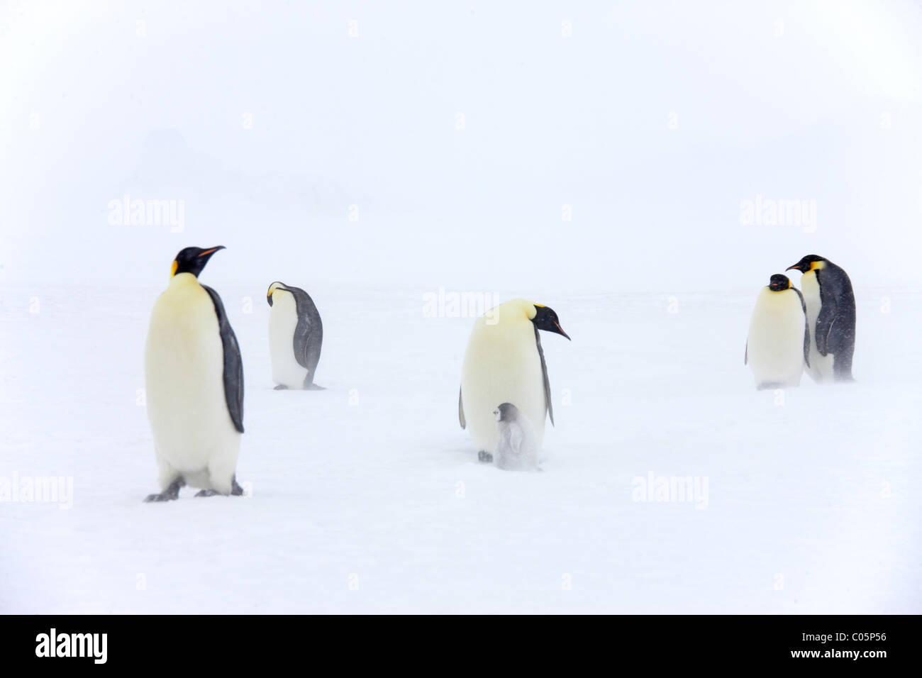Pinguini imperatore con pulcini in una bufera di neve, Ottobre, Snow Hill Island, Mare di Weddell, Antartide. Foto Stock
