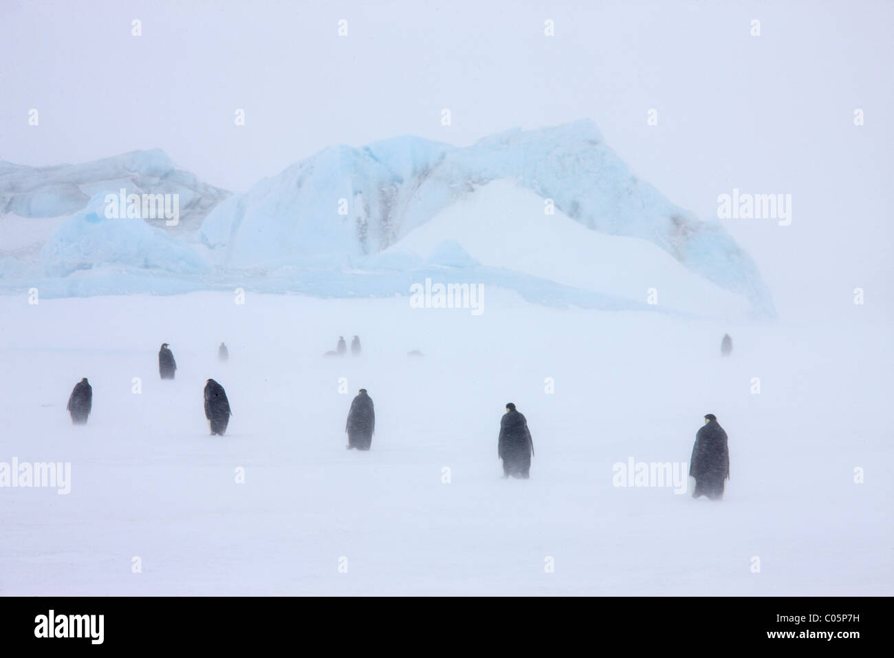 Pinguini imperatore in una bufera di neve, Ottobre, Snow Hill Island, Mare di Weddell, Antartide. Foto Stock