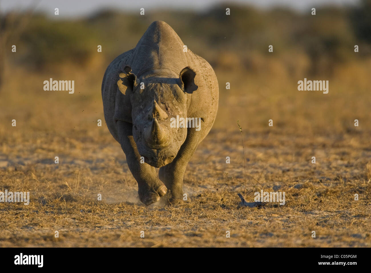 Il rinoceronte nero, il Parco Nazionale di Etosha, Namibia. Foto Stock