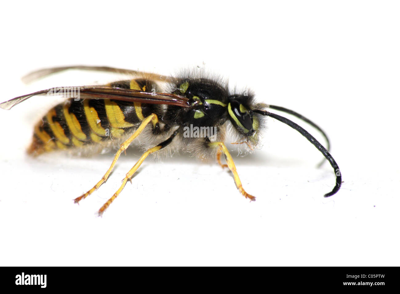 Wasp Foto Stock