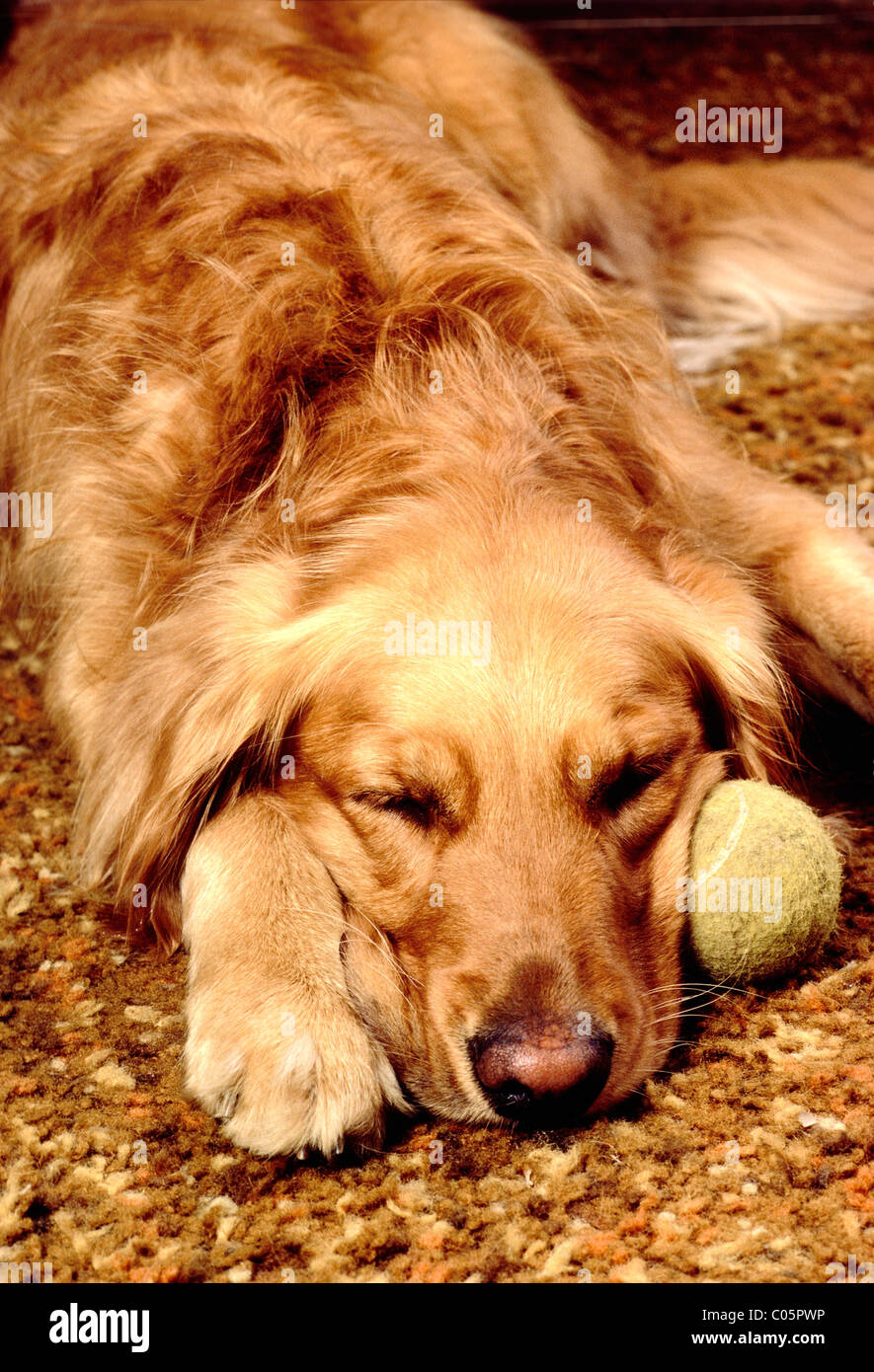 Il Golden Retriever cane con una palla da tennis Foto Stock