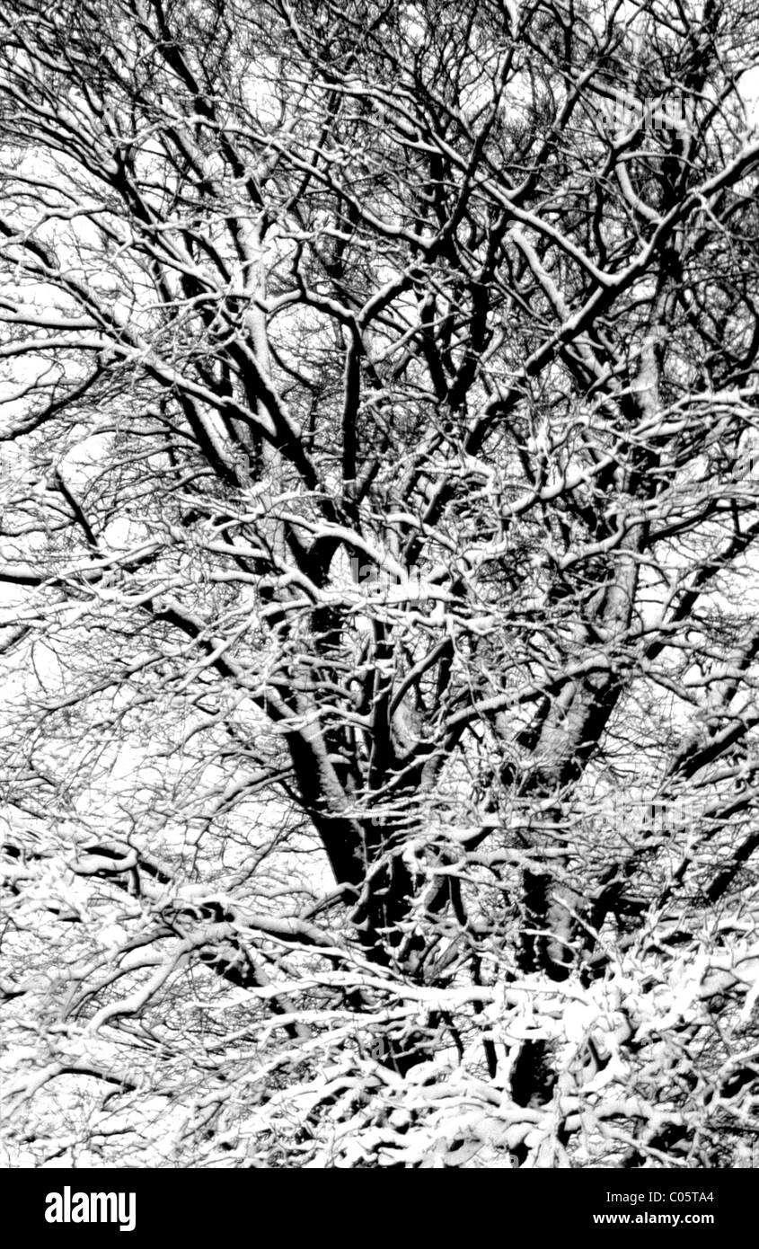 Un albero in inverno con neve sui rami Foto Stock