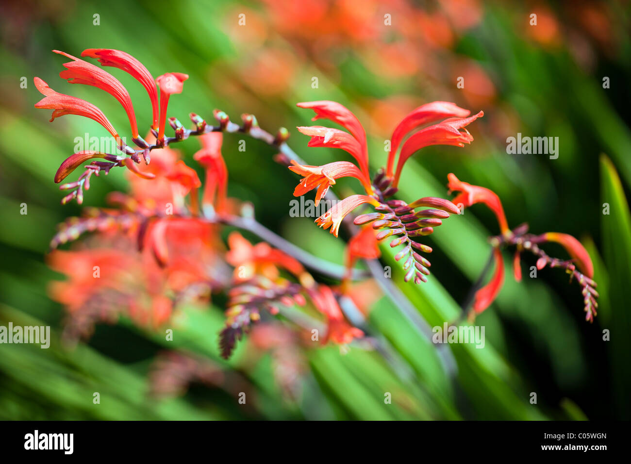 Fiori in natura Foto Stock