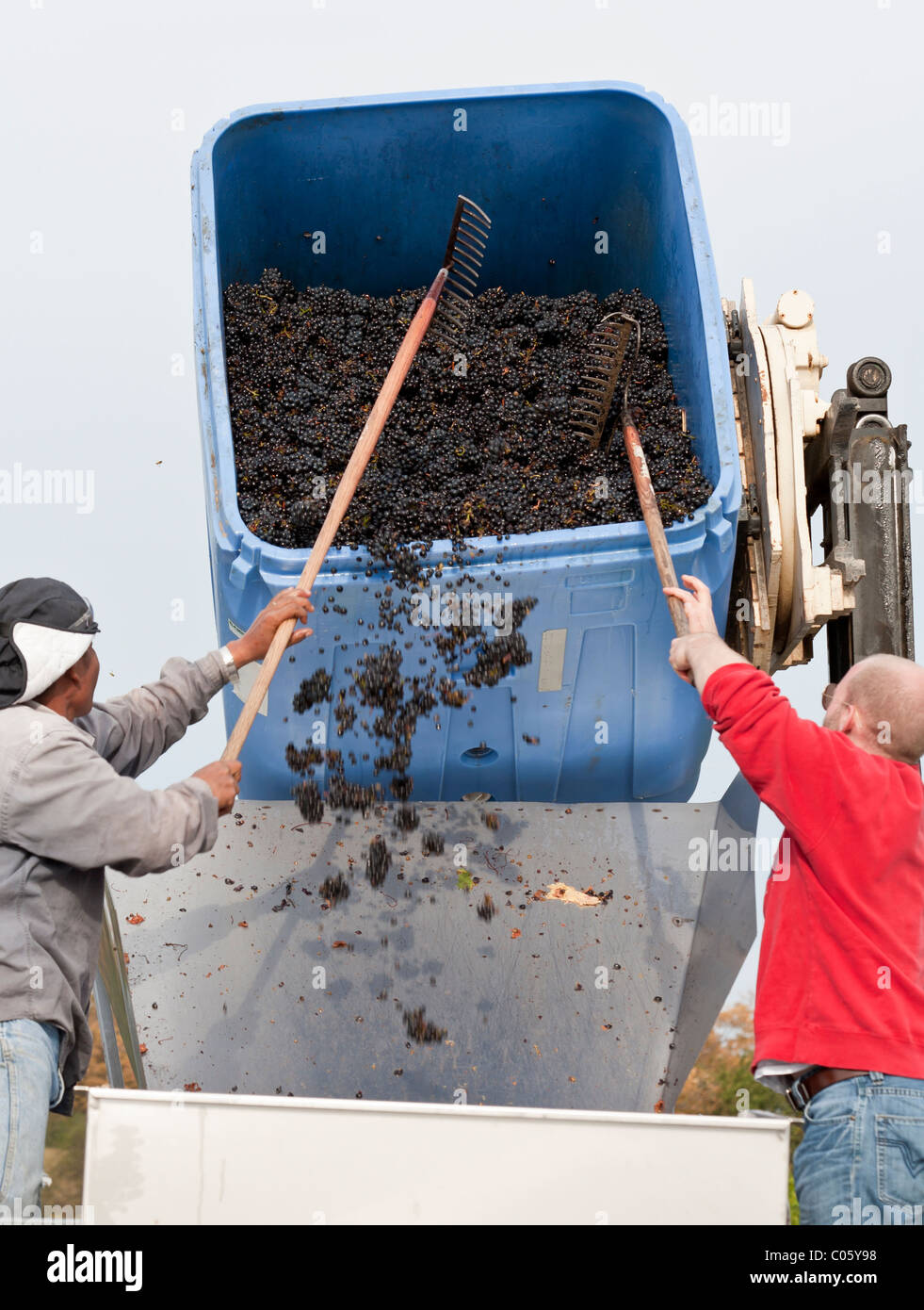 La rastrellatura le uve per la diraspatrice. Due lavoratori usano rastrelli a tirare appena raccolto di uve da vino nella tramoggia. Api volare intorno Foto Stock