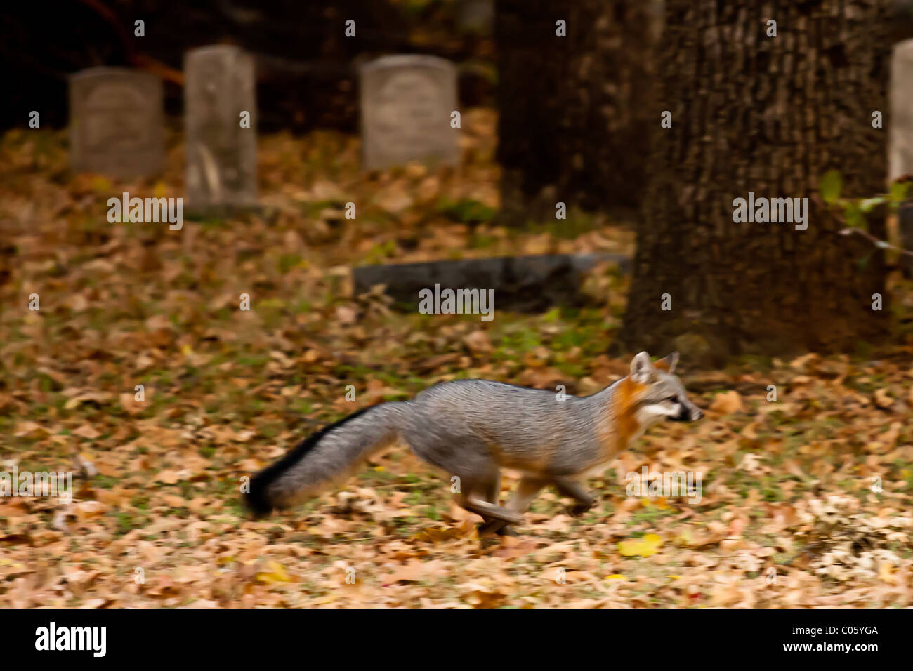 Fox tra lapidi e grave marker in una città di Dallas cimitero. Foto Stock