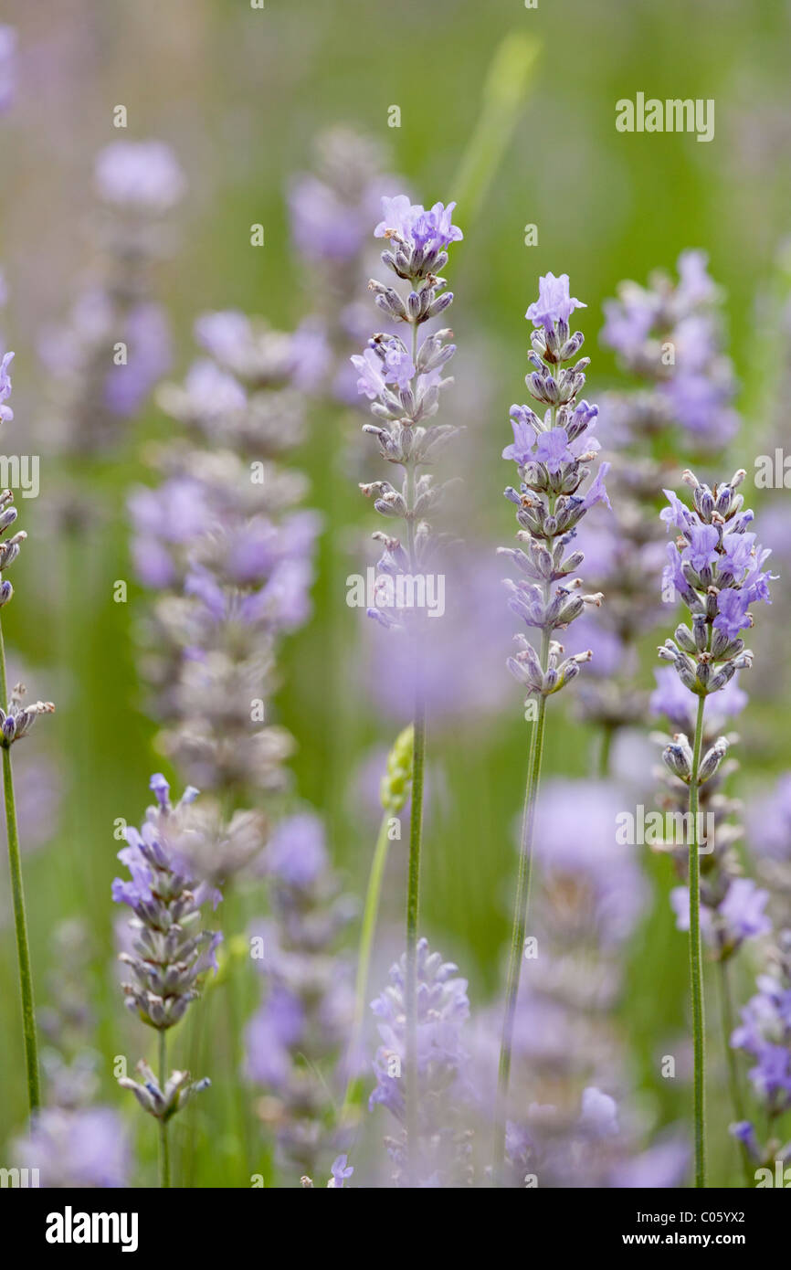 Una chiusura di una fila di piante di lavanda in fiore. Delicate sfumature di viola e verde a dominare questa immagine da sogno. Foto Stock