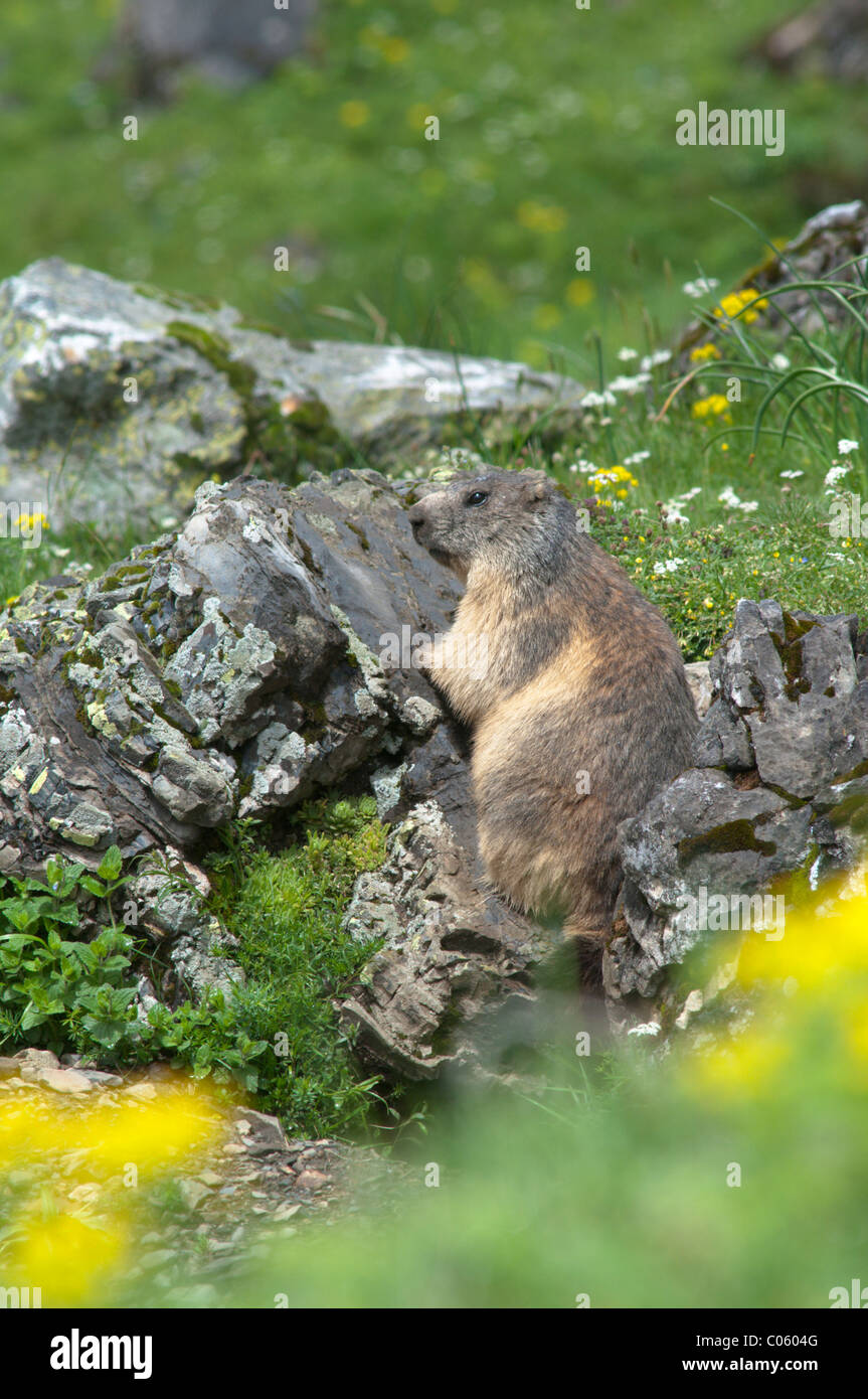 Alpine marmotta (Marmota marmota). nei pressi di Gavarnie. Parco nazionale des Pyrenees, Pirenei, Francia. giugno. Foto Stock
