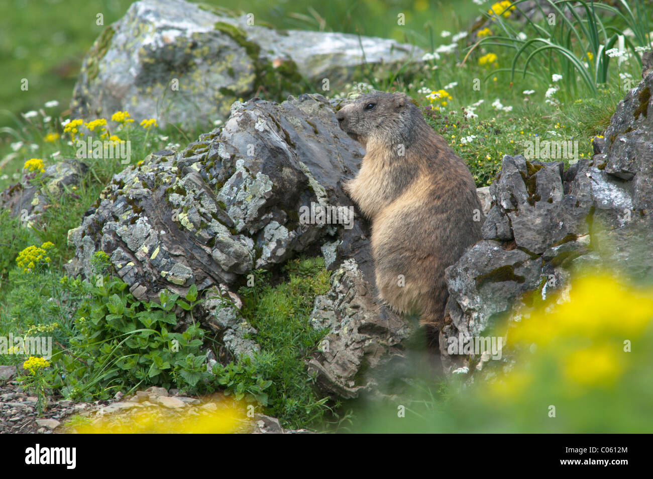 Alpine marmotta (Marmota marmota). nei pressi di Gavarnie. Parco nazionale des Pyrenees, Pirenei, Francia. giugno. Foto Stock