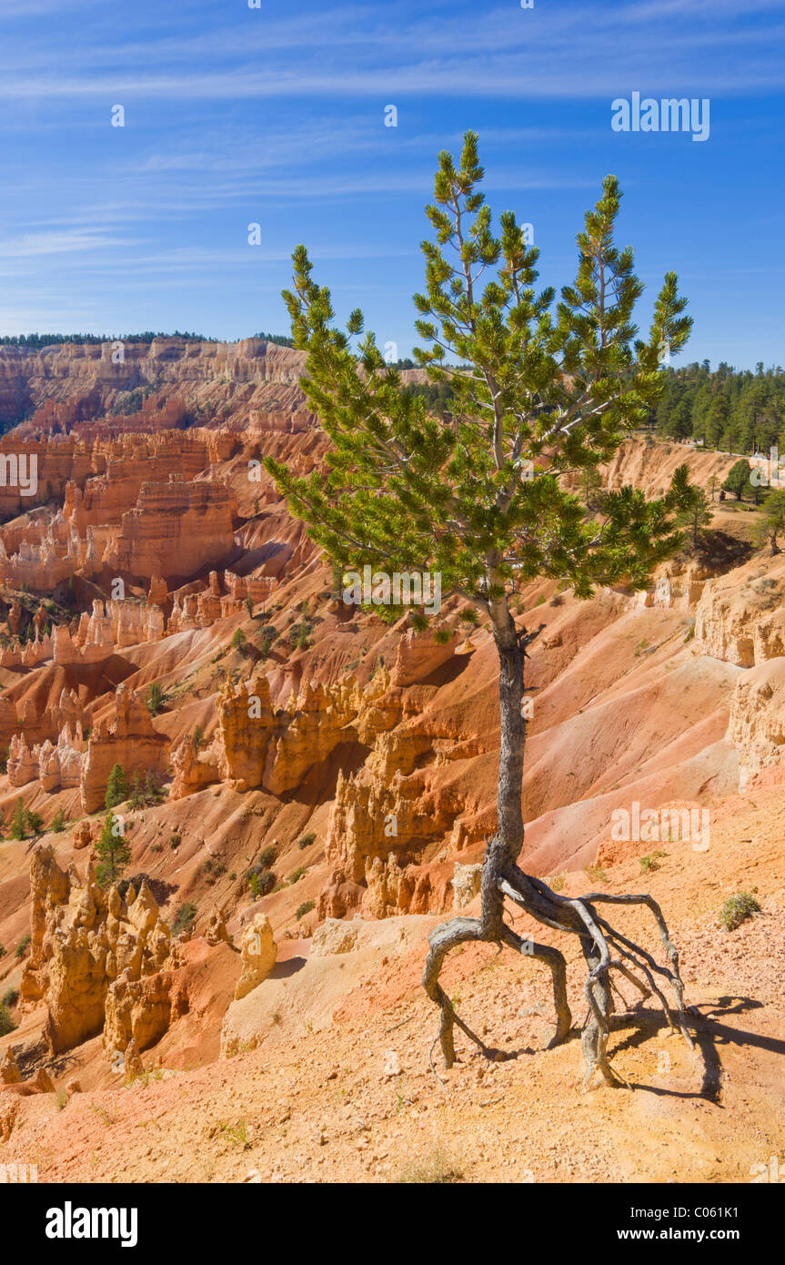 Agile, pino Pinus flexilis, in corrispondenza del bordo di Bryce anfiteatro punto Sunrise, Bryce Canyon National Park nello Utah Stati Uniti d'America Foto Stock