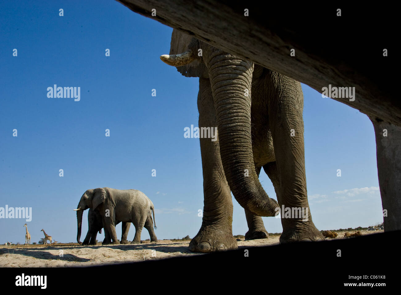 Gli elefanti fotografato dall'interno nascondere, il Parco Nazionale di Etosha, Namibia. Foto Stock