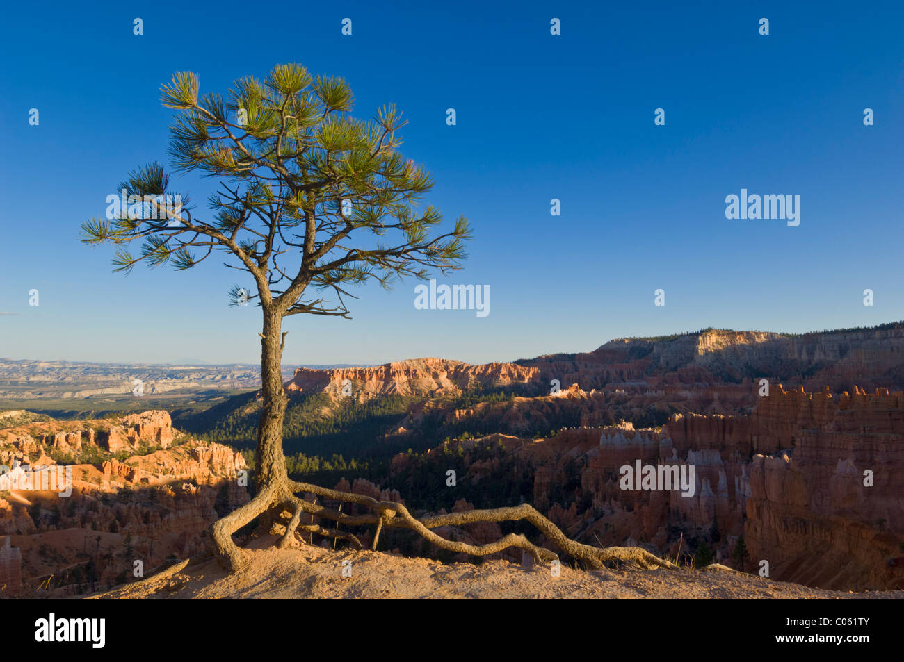 Agile, pino Pinus flexilis in corrispondenza del bordo di Bryce anfiteatro punto Sunrise, Parco Nazionale di Bryce Canyon, Utah, Stati Uniti d'America Foto Stock