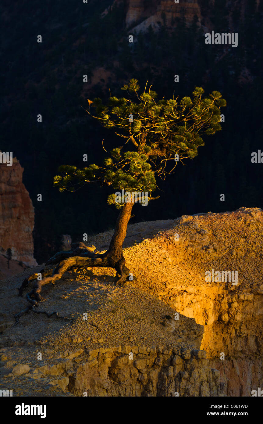 Poco profonda radicata pino, agile, pino Pinus flexilis, in corrispondenza del bordo di Bryce anfiteatro, parco nazionale di Bryce Canyon, Utah, Stati Uniti d'America Foto Stock