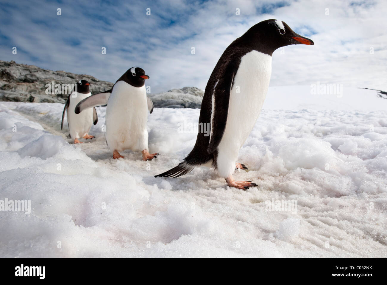 I pinguini di Gentoo, Peterman Island, Penisola Antartica, Antartide. Foto Stock