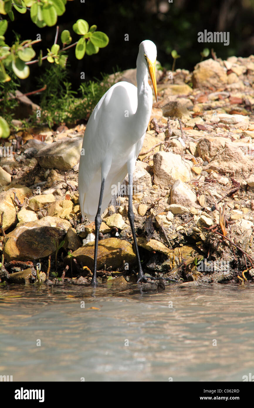Airone bianco maggiore (Ardea alba) attentamente guardando in acque poco profonde sul bordo di una palude di mangrovie in Antigua, West Indies. Foto Stock