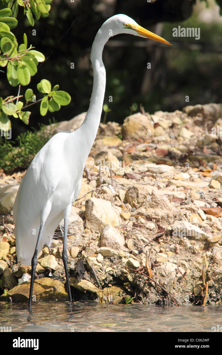 Airone bianco maggiore guadare in acque poco profonde come caccia per i pesci sul bordo di una palude di mangrovie, Antigua, West Indies. Foto Stock