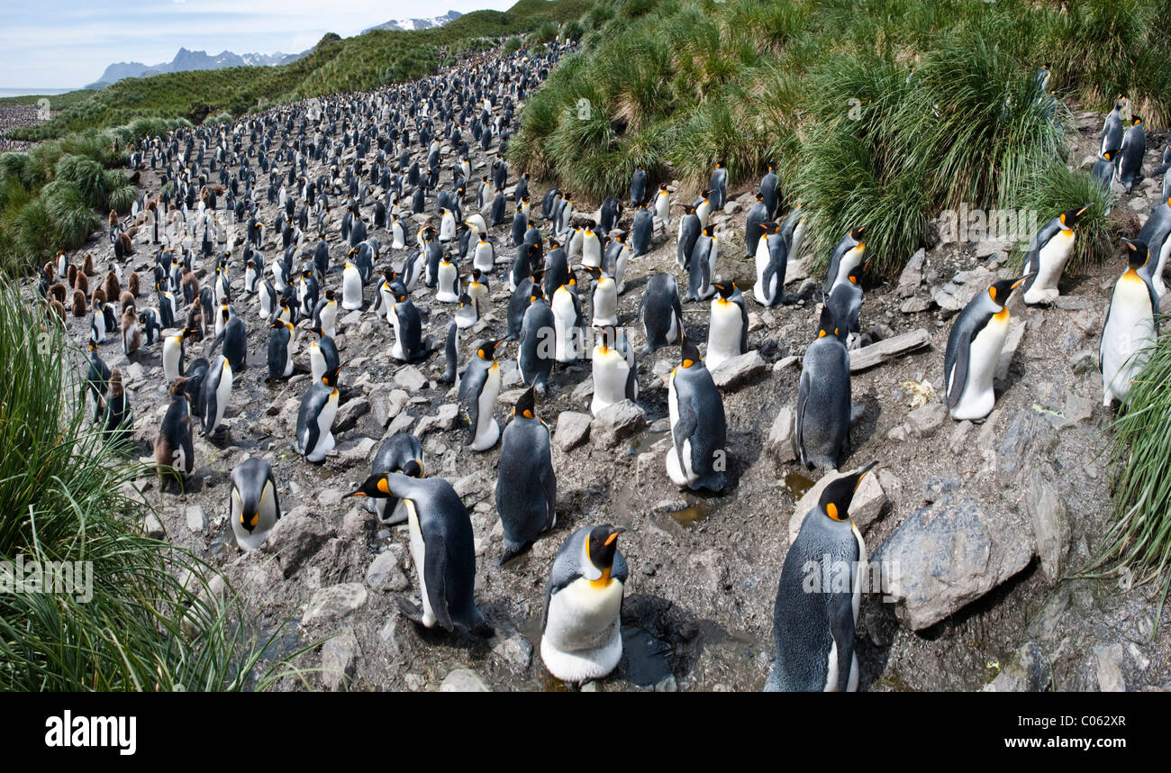 Pinguino reale colonia di allevamento, Salisbury Plain, Georgia del Sud Atlantico. Foto Stock