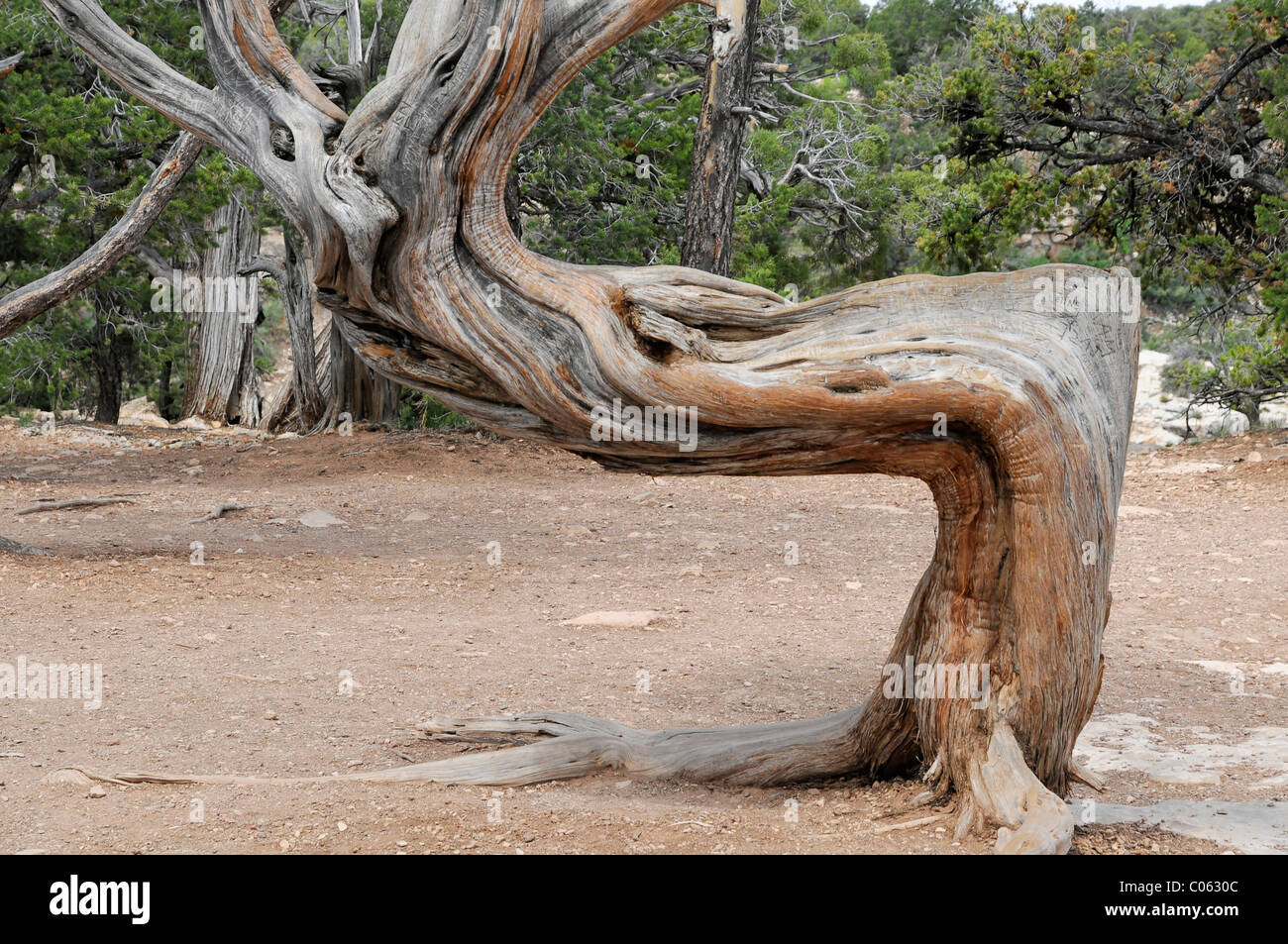 Albero a bordo del cratere, Grand Canyon, Arizona, USA, America del Nord Foto Stock