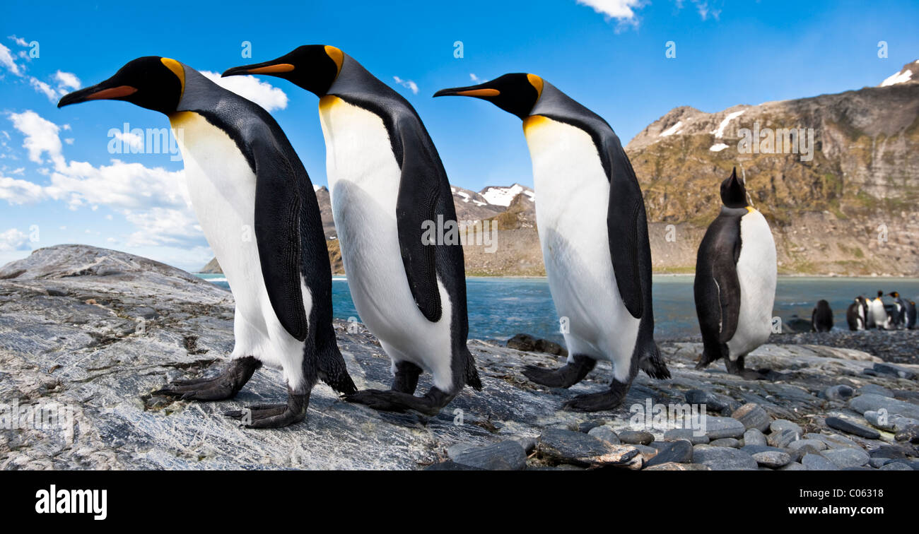 Re pinguini a colonia di allevamento, oro Harbour, Georgia del Sud Atlantico. Foto Stock