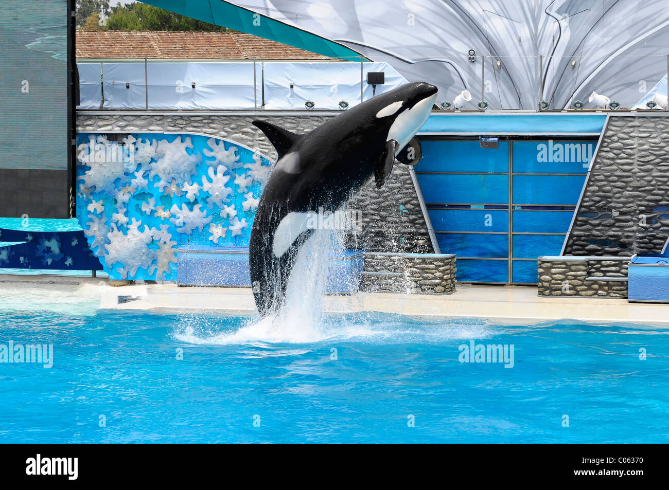 Addestrato Orca o balena killer (Orcinus orca), Shamu Stadium, il SeaWorld di San Diego, California, Stati Uniti d'America Foto Stock