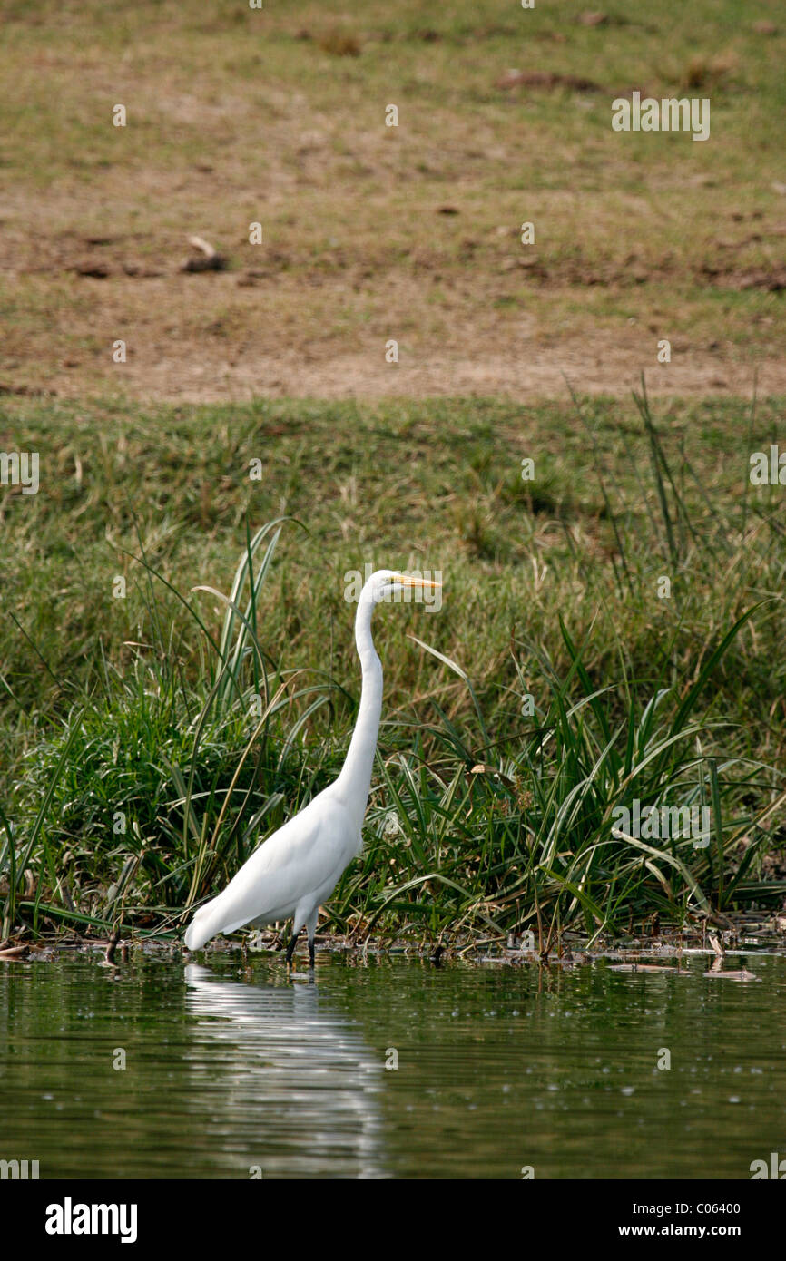 Airone guardabuoi sulle rive del canale Kazinga nel Parco Nazionale Queen Elizabeth, Uganda occidentale Foto Stock