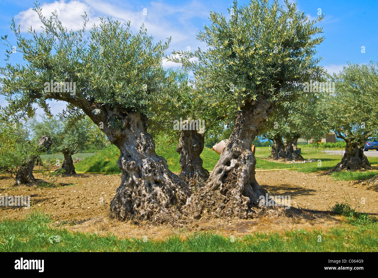 Oliveto con molto vecchi alberi preziosi, Provenza, Francia meridionale, Europa Foto Stock