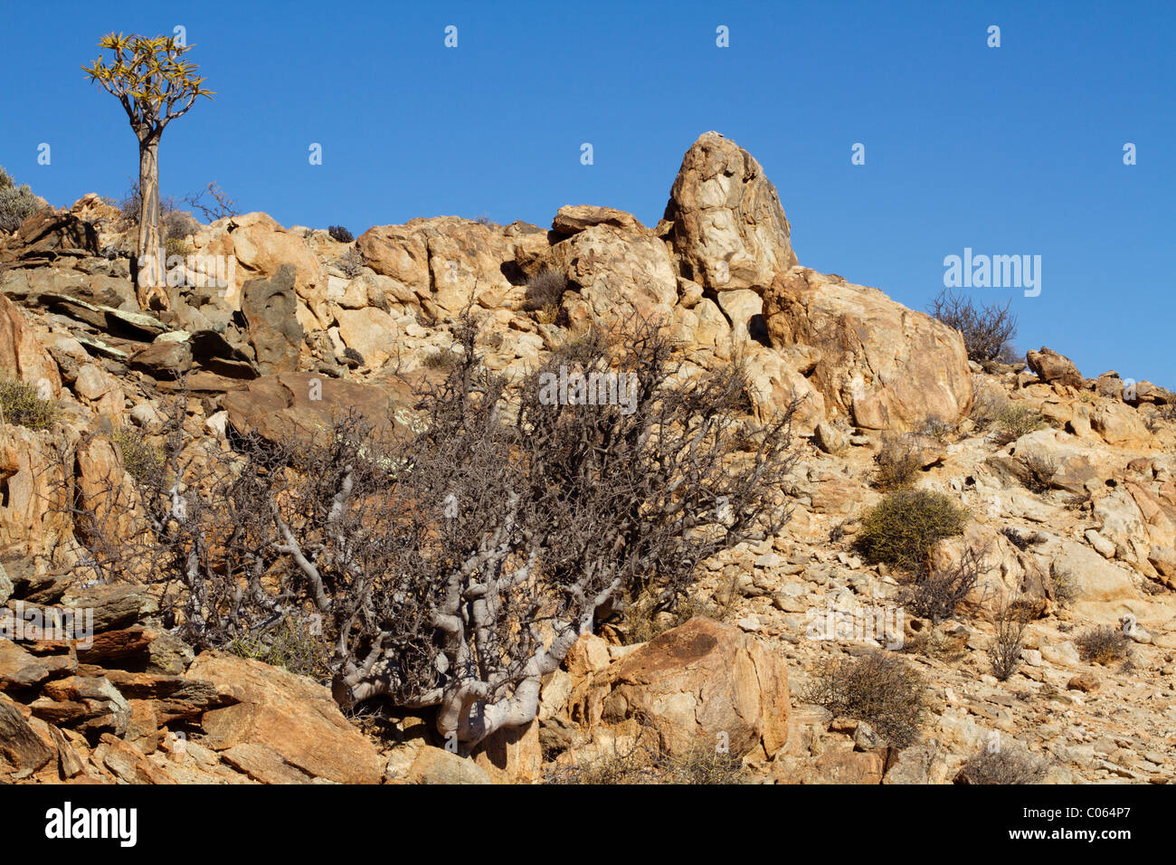 Faretra tree sul promontorio roccioso in Namibia Foto Stock