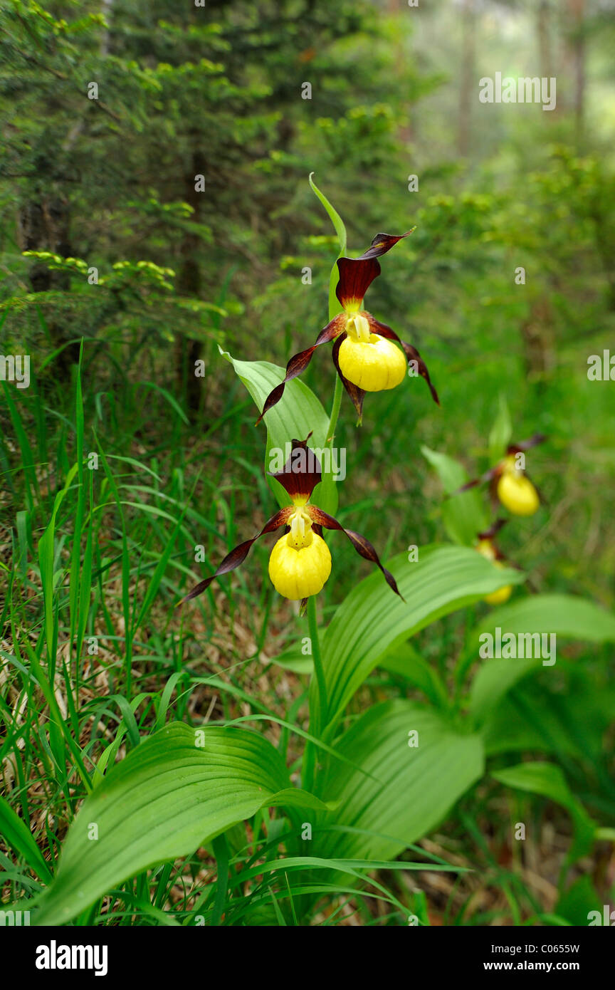 Giallo Pianella della Madonna Orchidee (Cypripedium calceolus) in una foresta Foto Stock