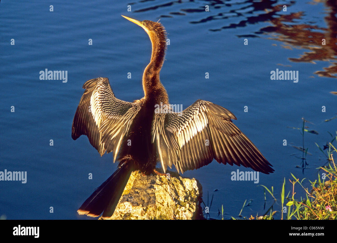 Snakebird, Darter, American Darter, o acqua Turchia (Anhinga anhinga) Foto Stock