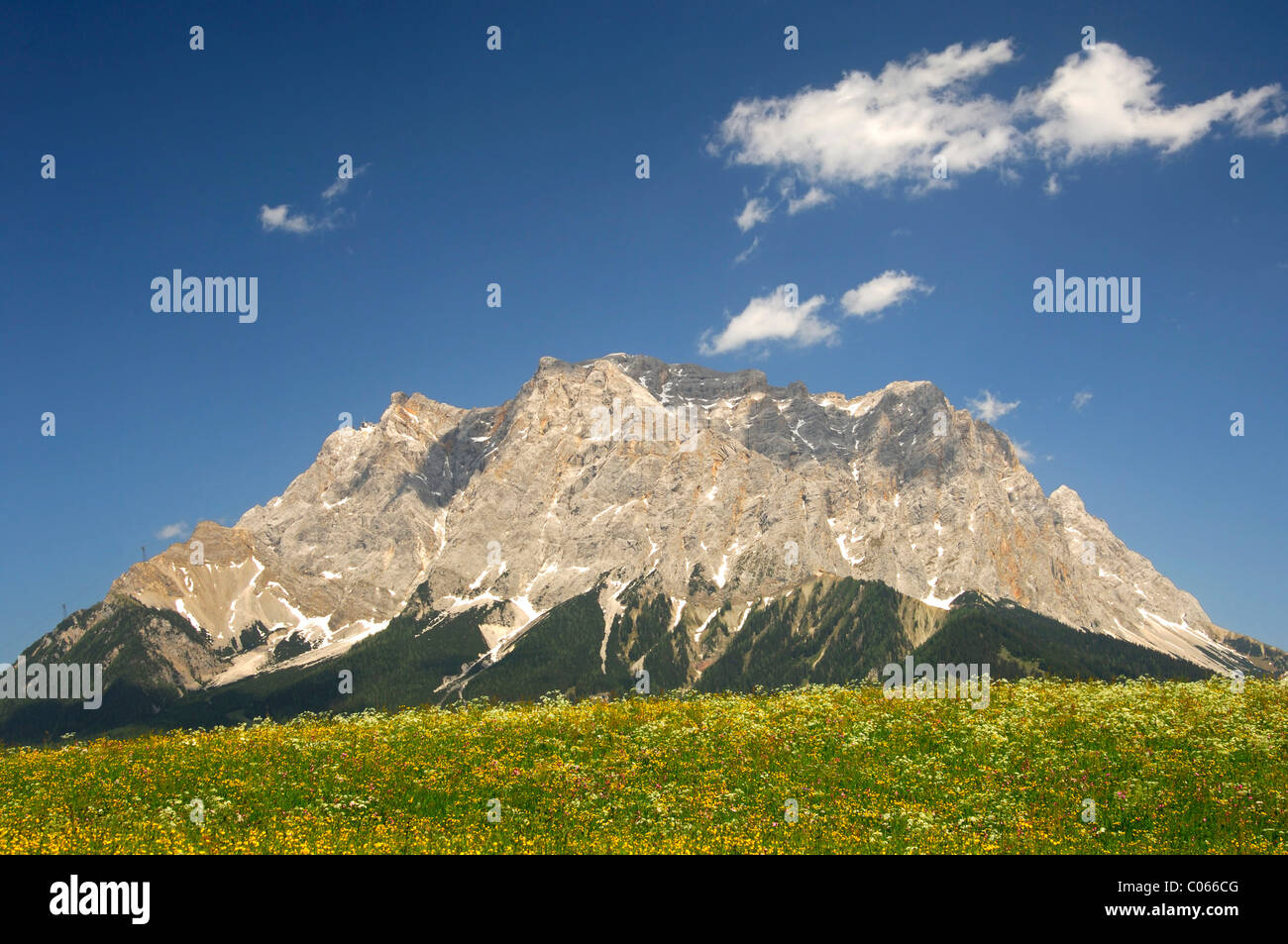 Il prato fiorito ai piedi delle montagne del Wetterstein con montagna Zugspitze, Ehrwald, Tirolo, Austria, Europa Foto Stock