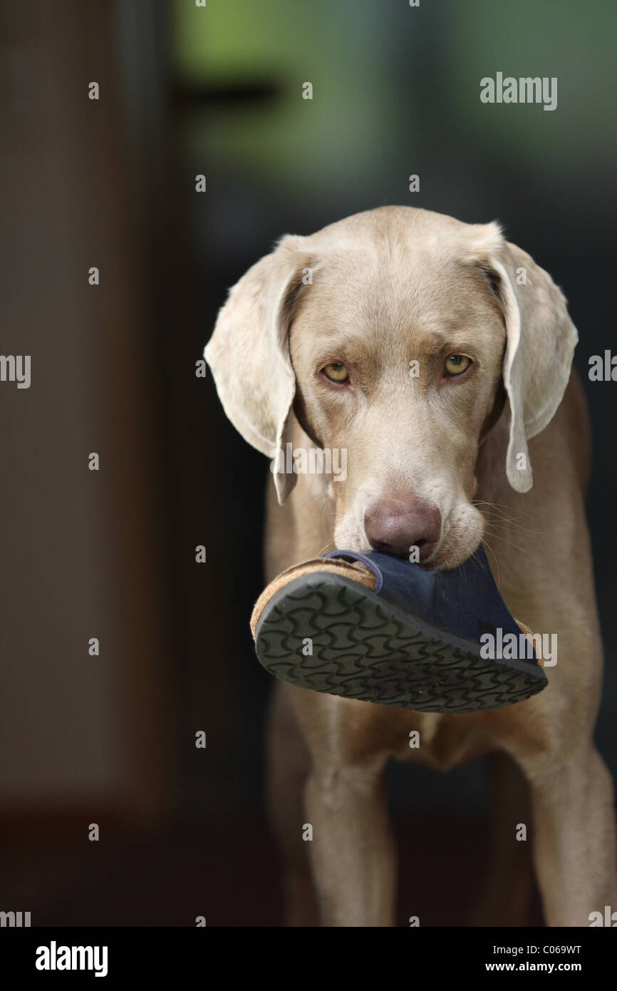 Weimaraner con pianelle Foto Stock