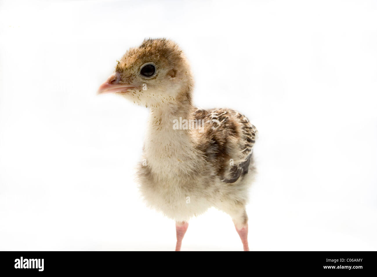 Incastonato di Turchia si siede un fotografo Foto Stock