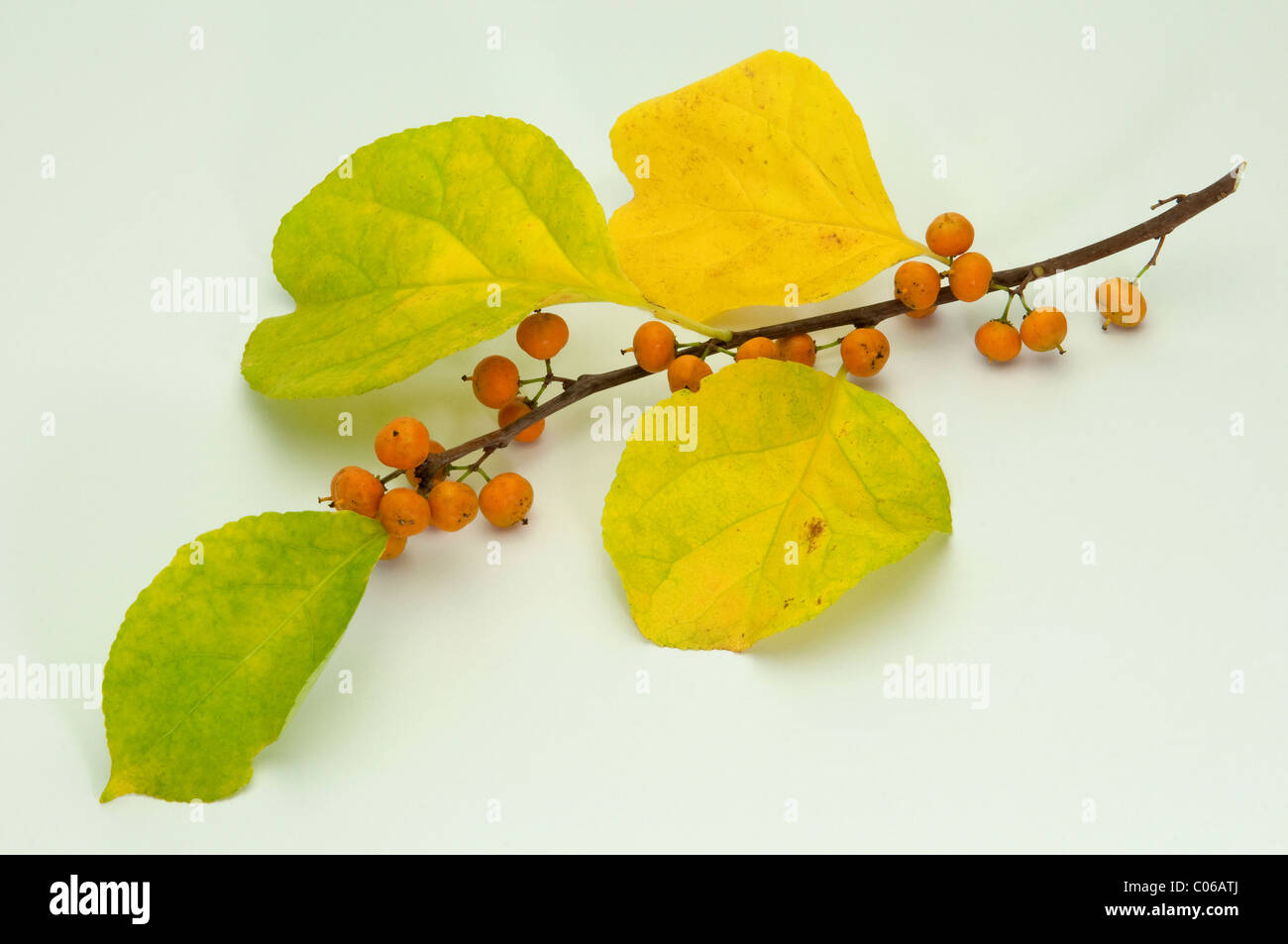 American agrodolce (Celastrus scandens), ramoscello con bacche e foglie in autunno colori Foto Stock