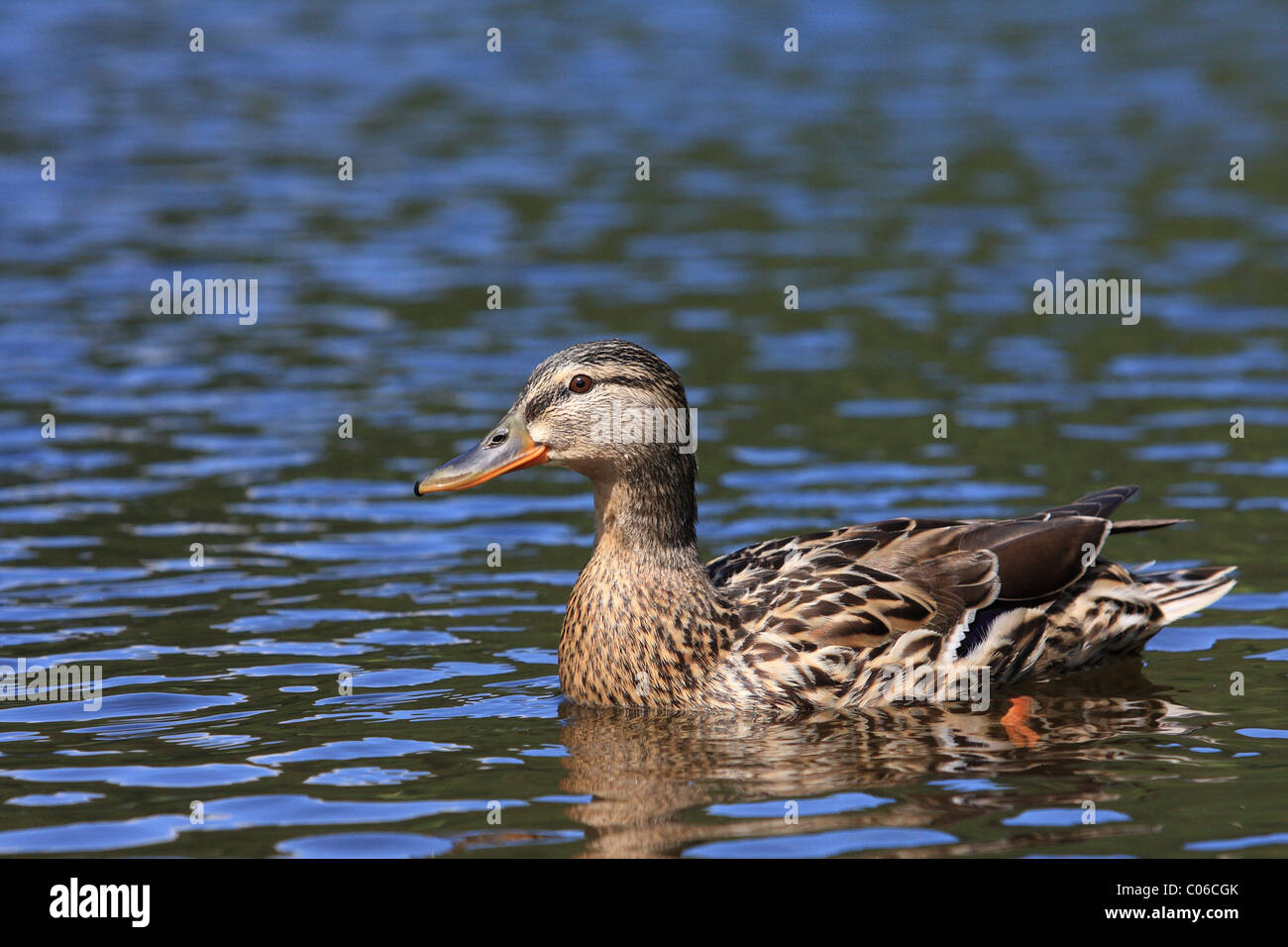 Germano reale Foto Stock