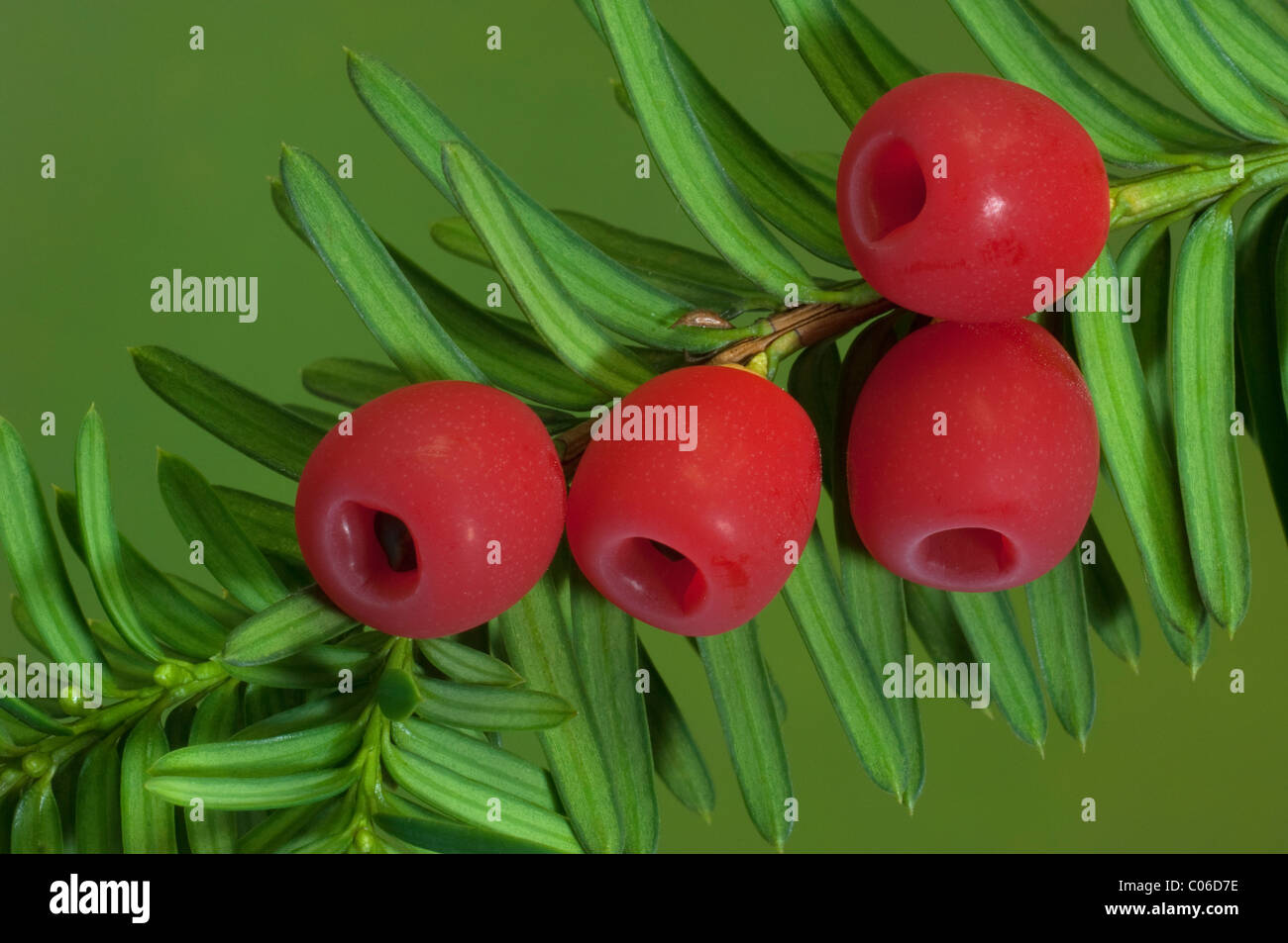 Common Yew, inglese Yew (Taxus baccata), la parte inferiore di ramoscello con cosiddette bacche. Foto Stock