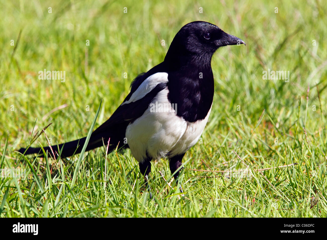 Nero-fatturati gazza (Pica pica) Foto Stock