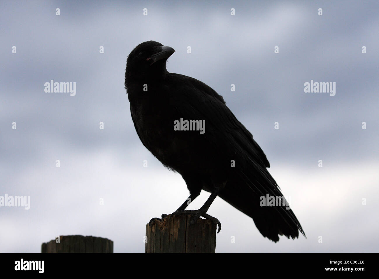 Carrion crow Foto Stock
