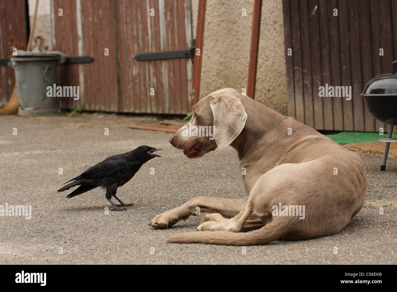cane ed uccello Foto Stock