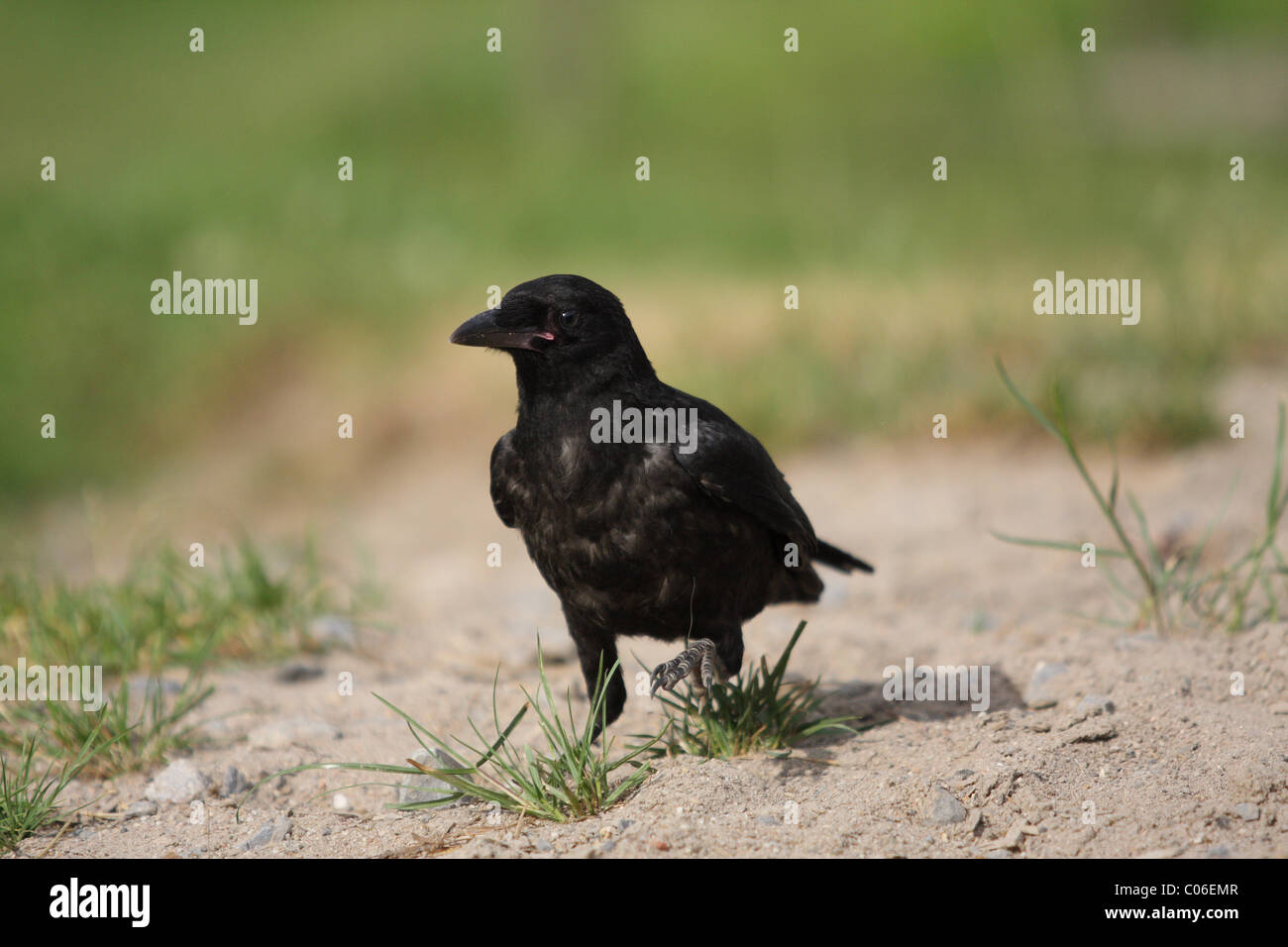 Carrion crow Foto Stock