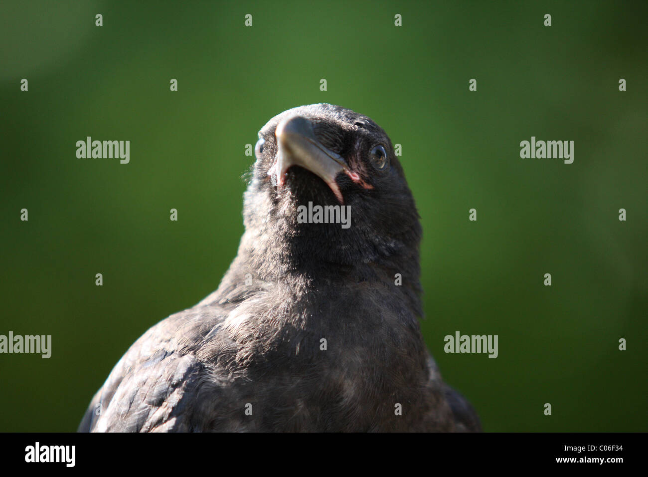 Carrion crow ritratto Foto Stock