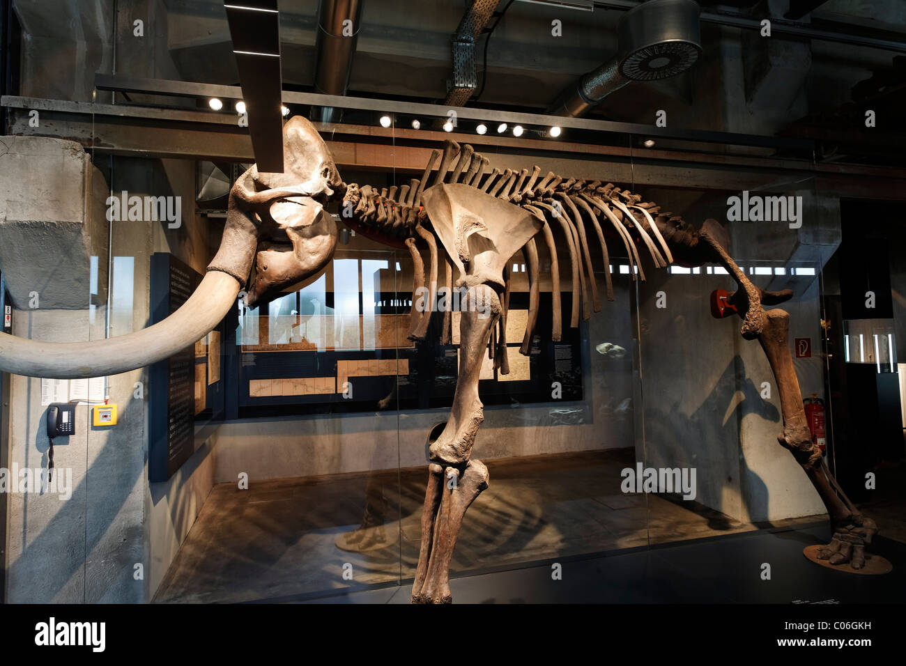 Lo scheletro di un mammut lanosi, il nuovo museo della Ruhr, Sito Patrimonio Mondiale dell'UNESCO Zeche Zollverein, Essen, Ruhrgebiet regione Foto Stock