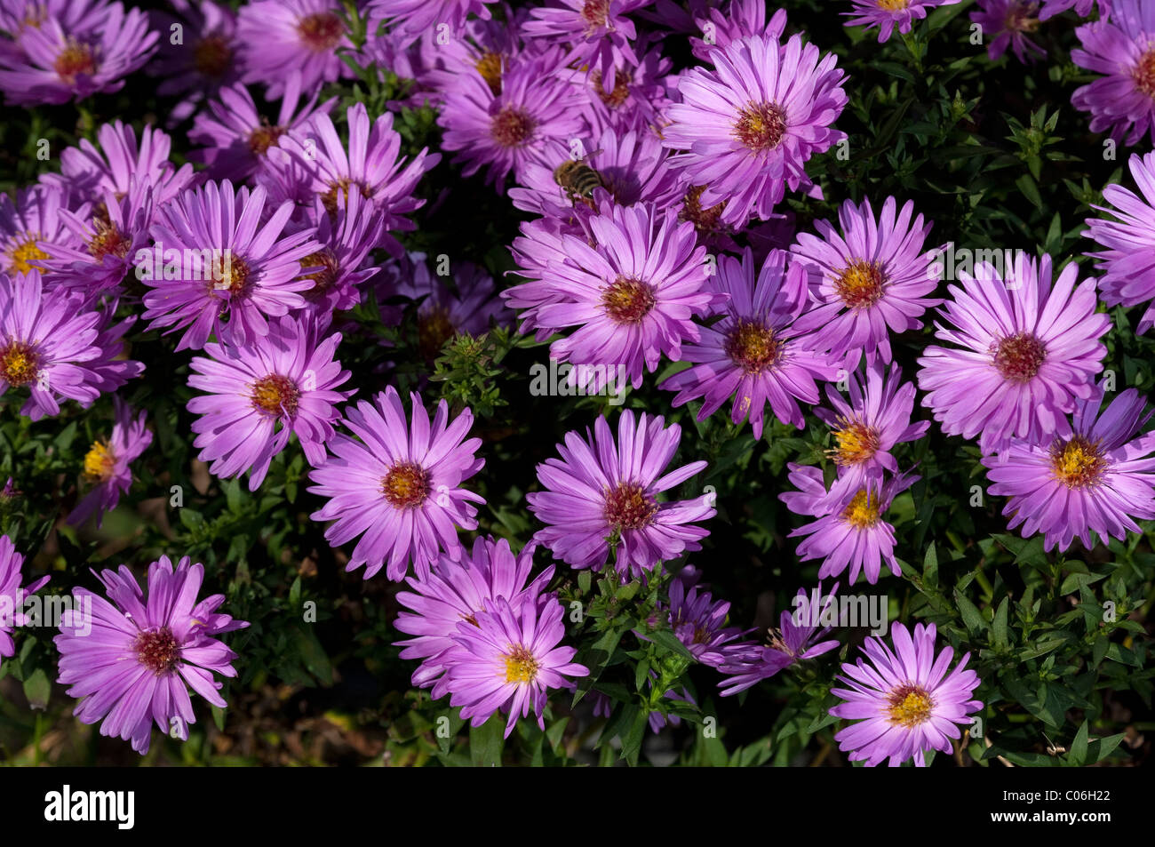 Rosenwichtel folte Aster (Aster dumosus Rosenwichtel), fiori. Foto Stock