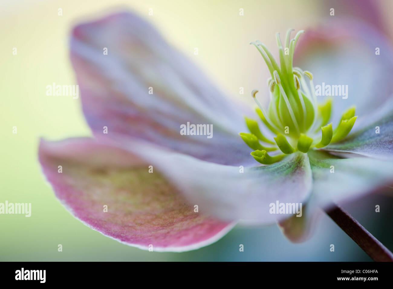 Helleborus 'Inverno Sunshine' - l'elleboro, Rose quaresimale Foto Stock