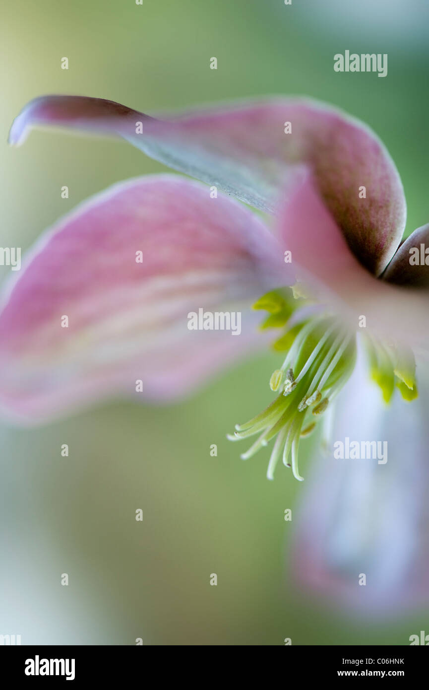 Close-up immagine della fioritura invernale veratro rosa conosciuto anche come la Quaresima di rose rosa di natale Foto Stock