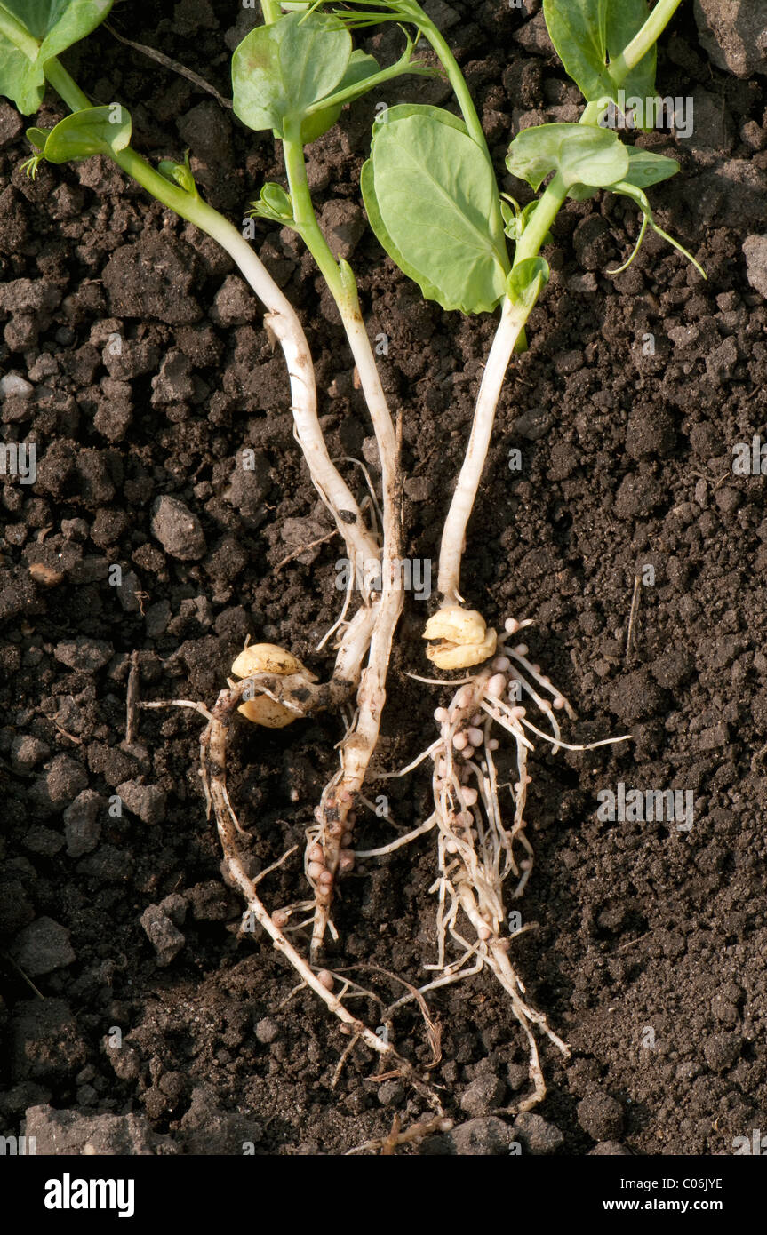 Noduli root con Rhizobium batteri sulle radici di un pisello (Pisum sativum). Foto Stock