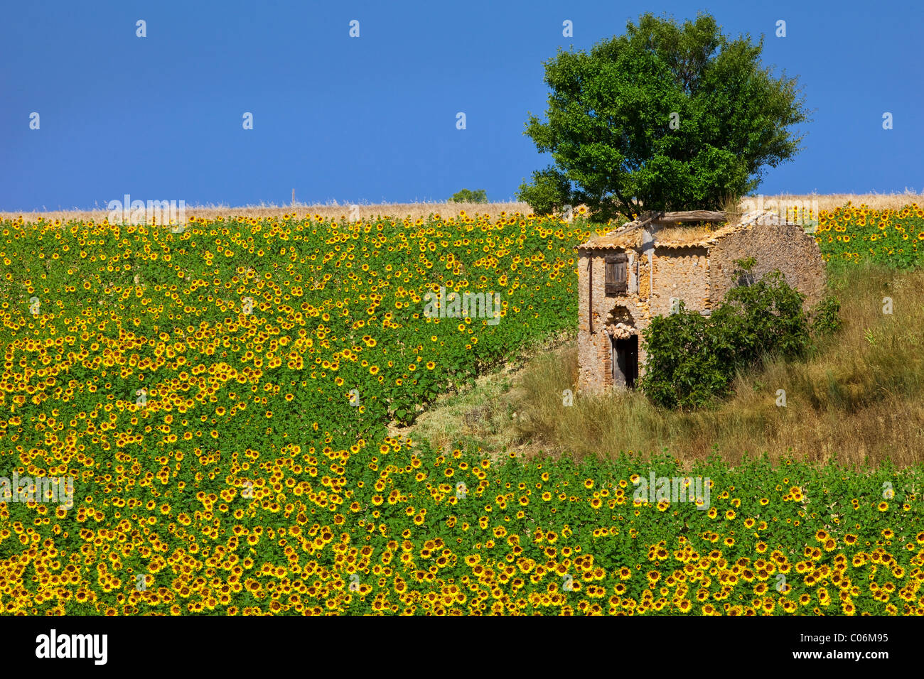 Gli agricoltori capanna di pietra e campo di girasoli lungo il pendio di una collina sull'altopiano di Valensole, Provenza Francia Foto Stock