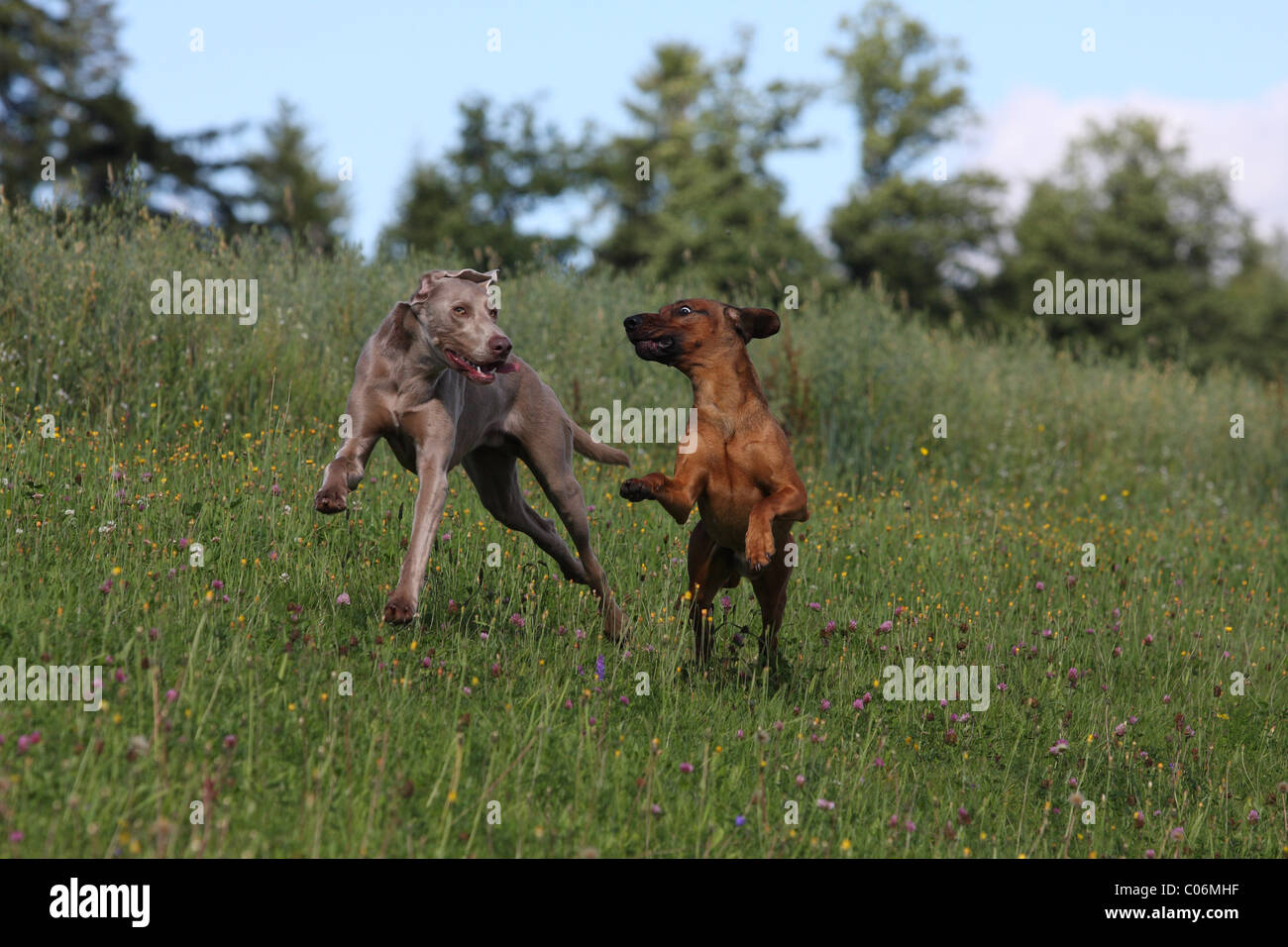 Bavarese di cane di montagna Foto Stock