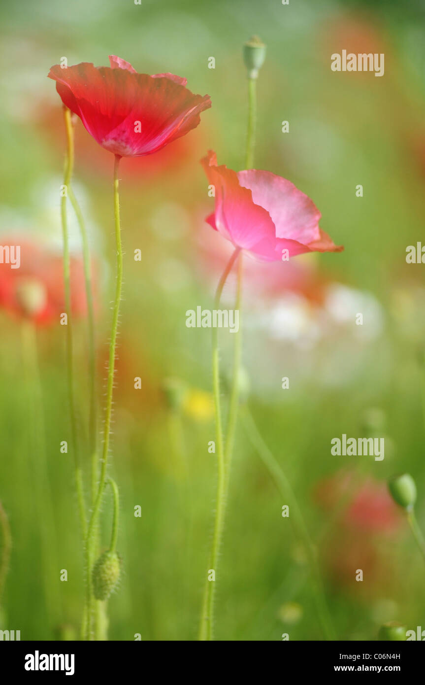 A lungo guidato il Papavero (Papaver dubium) su un prato estivo Foto Stock