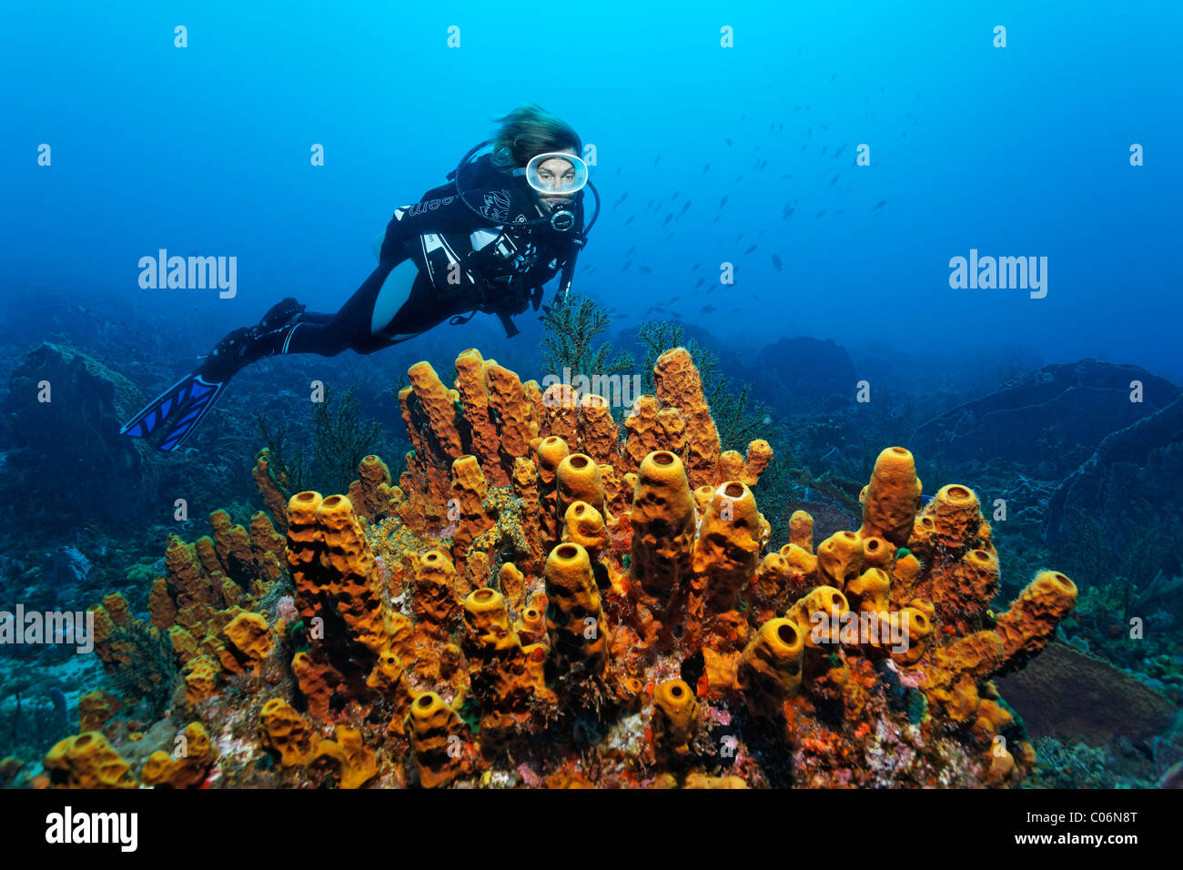 Scuba Diver osservando la formazione della barriera corallina presso il drop off, tubo giallo spugna (Aplysina fistularis), Little Tobago, Speyside Foto Stock